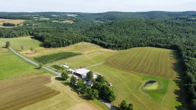 Blueberry bushes at Kuhn's U-Pick Farm
