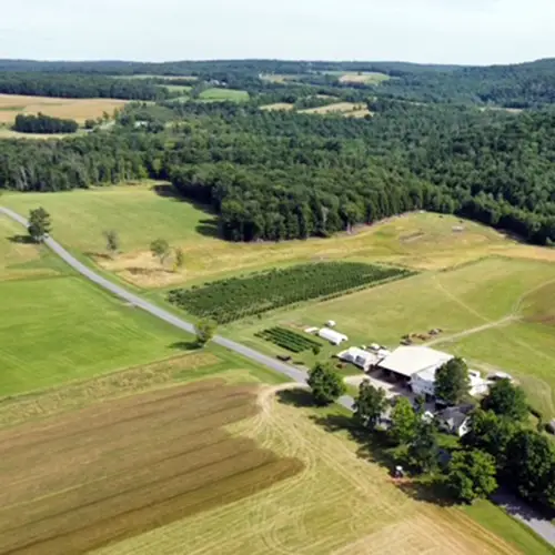 Row of blueberries in summer
