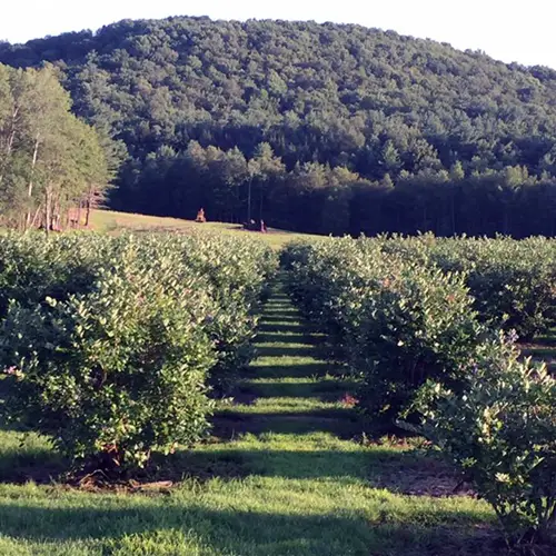 U-Pick Blueberries at Kuhn's Farm, Oxford NY